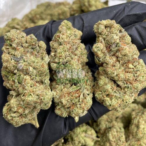 Afghan-Kush.jpg Afghan Kush
