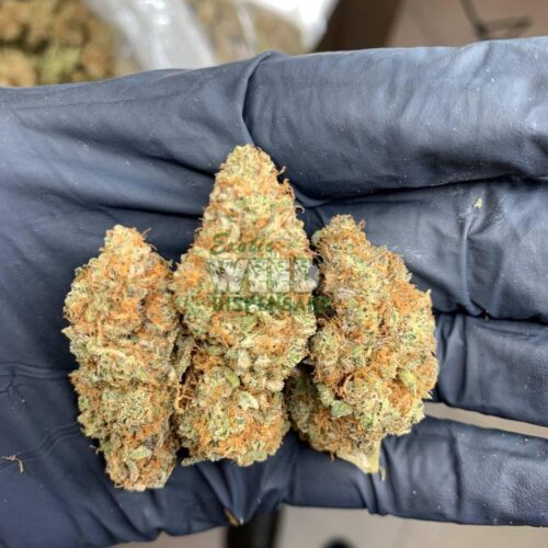 Cherry-Pie.jpg Cherry Pie Strain