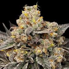 Exotic-Biscotti-Weed-Strain.jpeg Exotic Biscotti Weed Strain