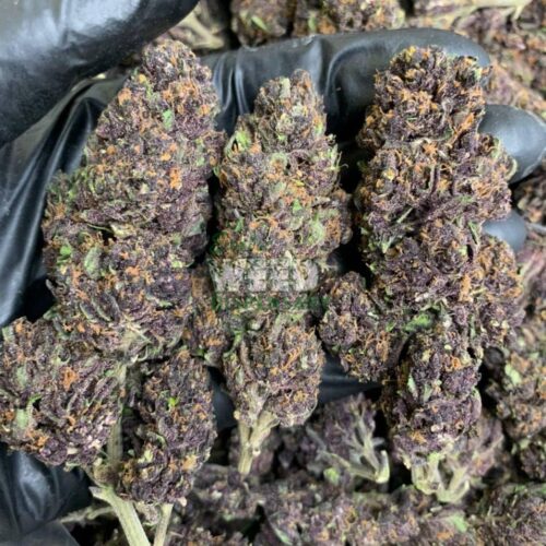 Grand-Daddy-Purple.jpg Grand Daddy Purple