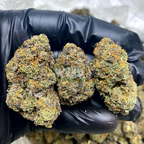 Grease-monkey-strain.jpg Grease monkey strain
