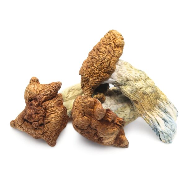 King-Kong-Magic-Mushrooms.jpeg King Kong Magic Mushrooms