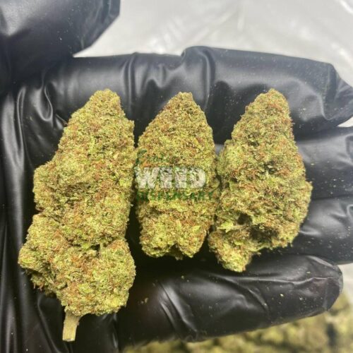 Lemon-Skunk.jpg Lemon Skunk