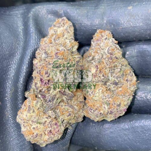 Mimosa.jpg mimosa strain
