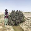 Afghan landrace seeds