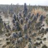 Afghan landrace seeds
