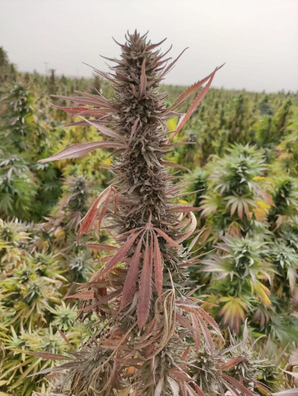 Afghan landrace seeds