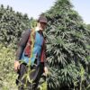 Afghan landrace seeds