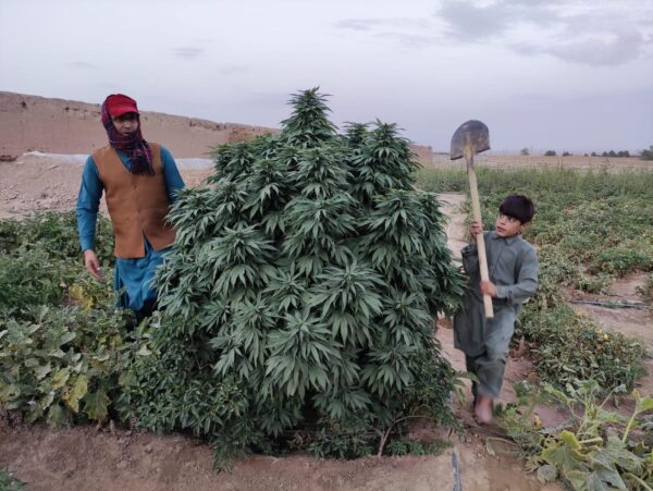 Afghan landrace seeds