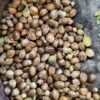 Afghan landrace seeds
