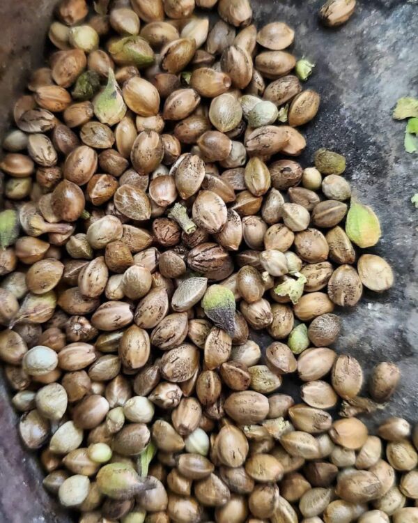 Afghan landrace seeds