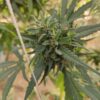 Afghan landrace seeds