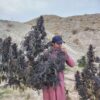 Afghan landrace seeds